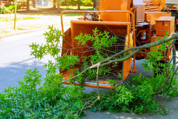 Hayfield, MN Tree Removal Company