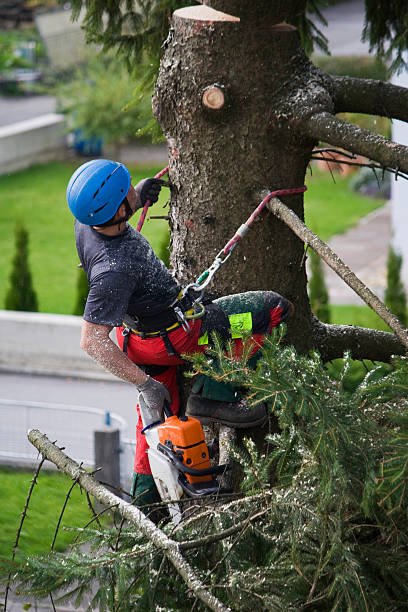 Mulching Services in Hayfield, MN