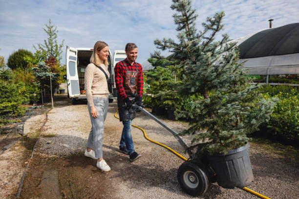 Lawn Renovation and Restoration in Hayfield, MN