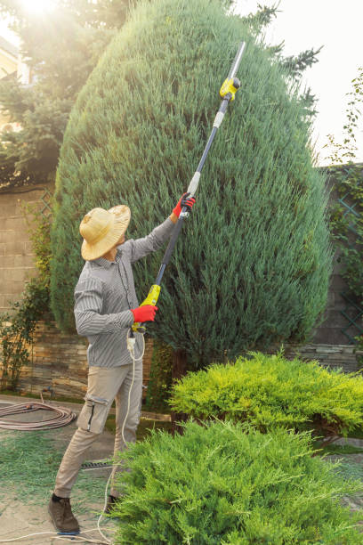 How Our Tree Care Process Works  in  Hayfield, MN