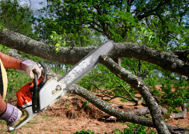 Best Utility Line Clearance  in Hayfield, MN